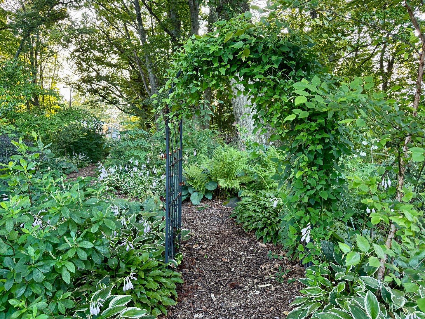 Arch with its autumn clematis going crazy this July.