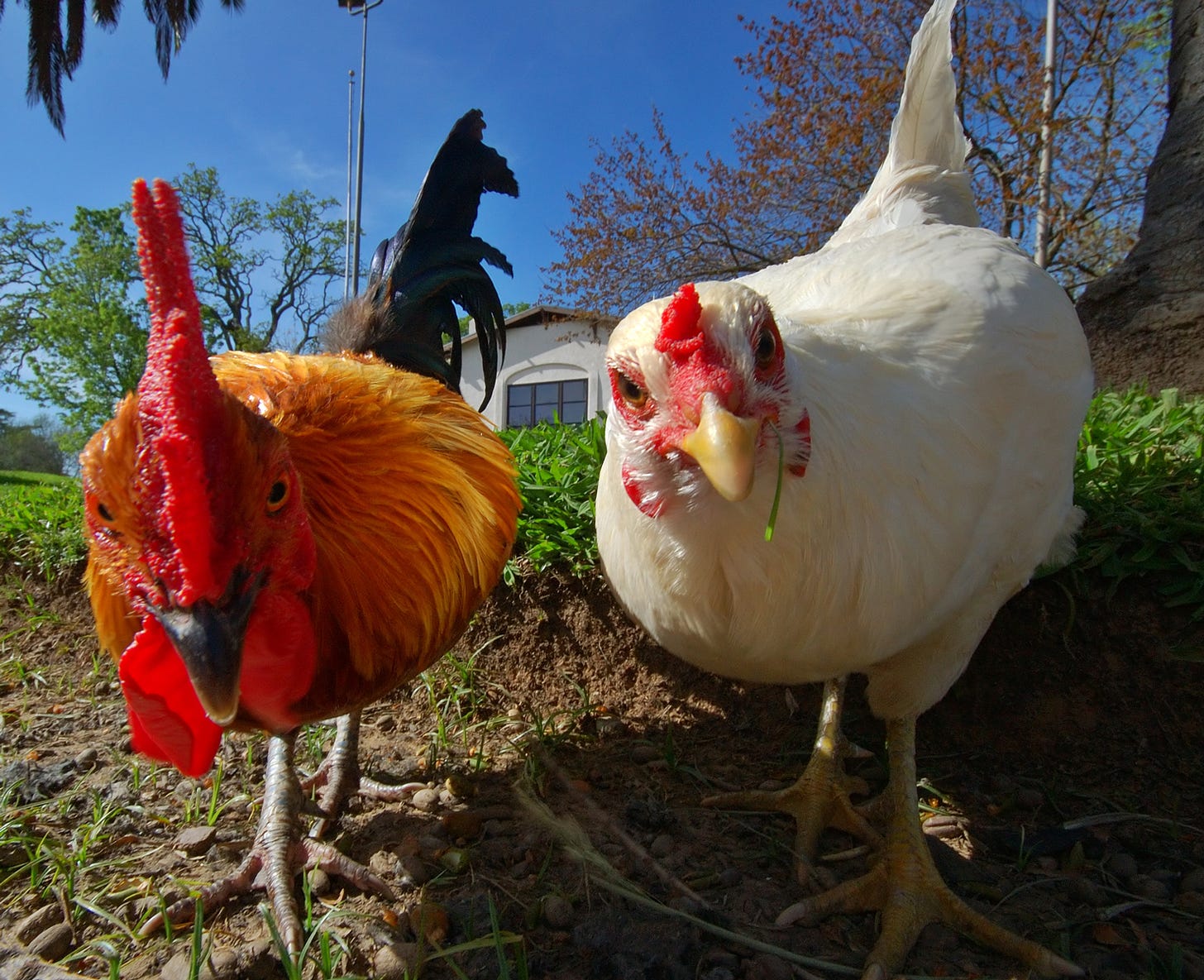 How to Stop Chickens From Pecking Each Other - Backyard Poultry