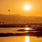 Friday E-dition: A Spring Morning With Birds at Wetlands Edge Park