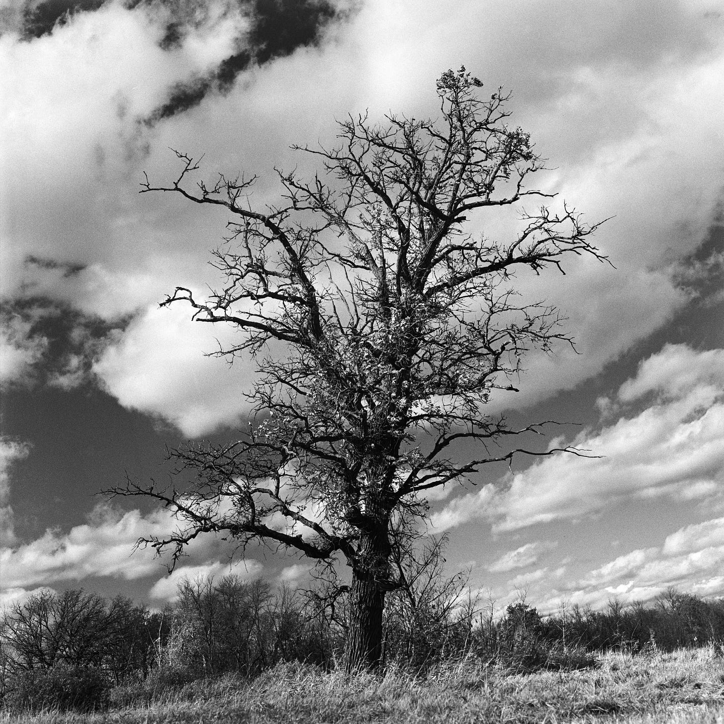 Tree on the corner