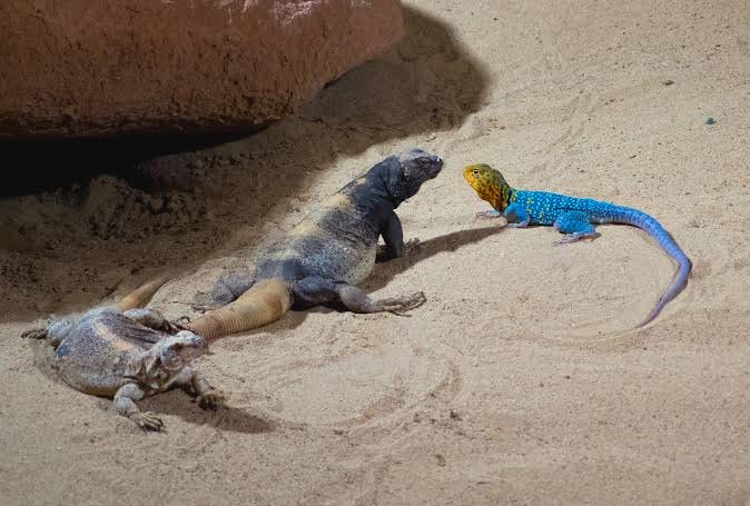 Three lizards on the sand. Image Source: LibreShot