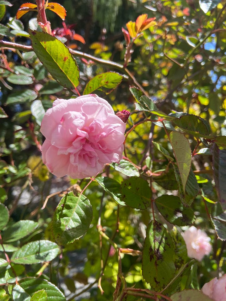 two photos side by side: one of a small pink rose, and one of cherry blossom trees behind a white fence with a reflection of their flowers in a puddle below them