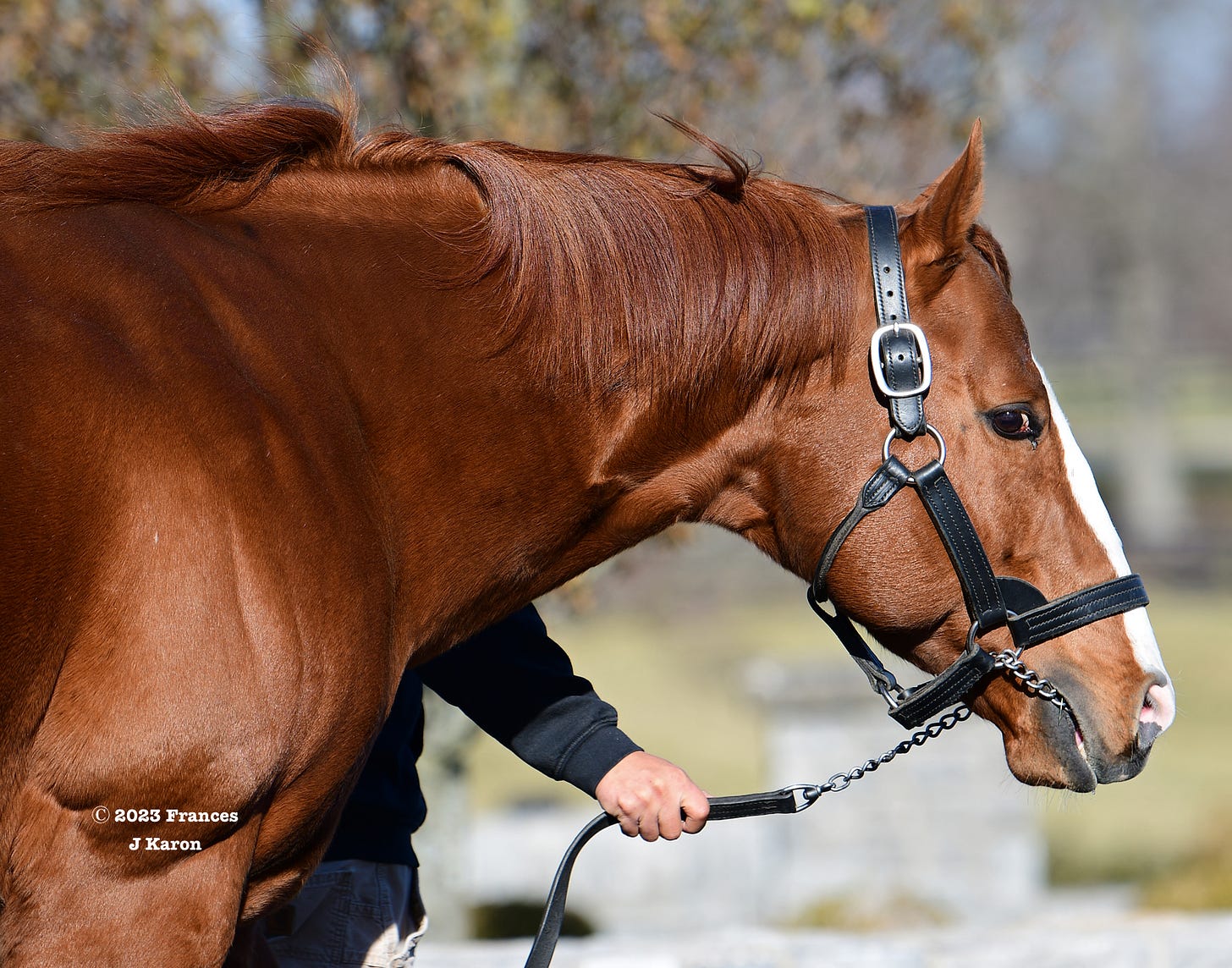 Good Magic, a Preakness-winning son of Curlin who sired Kentucky Derby winner Mage in his first crop, at Hill ‘n’ Dale last December. Good Magic, a Preakness-winning son of Curlin who sired Kentucky Derby winner Mage in his first crop, at Hill ‘n’ Dale last December.