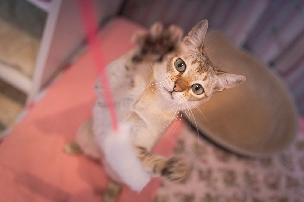 Cat Toy Backgrounds Images | Free Photos, PNG Stickers, Wallpapers &  Backgrounds - rawpixel
