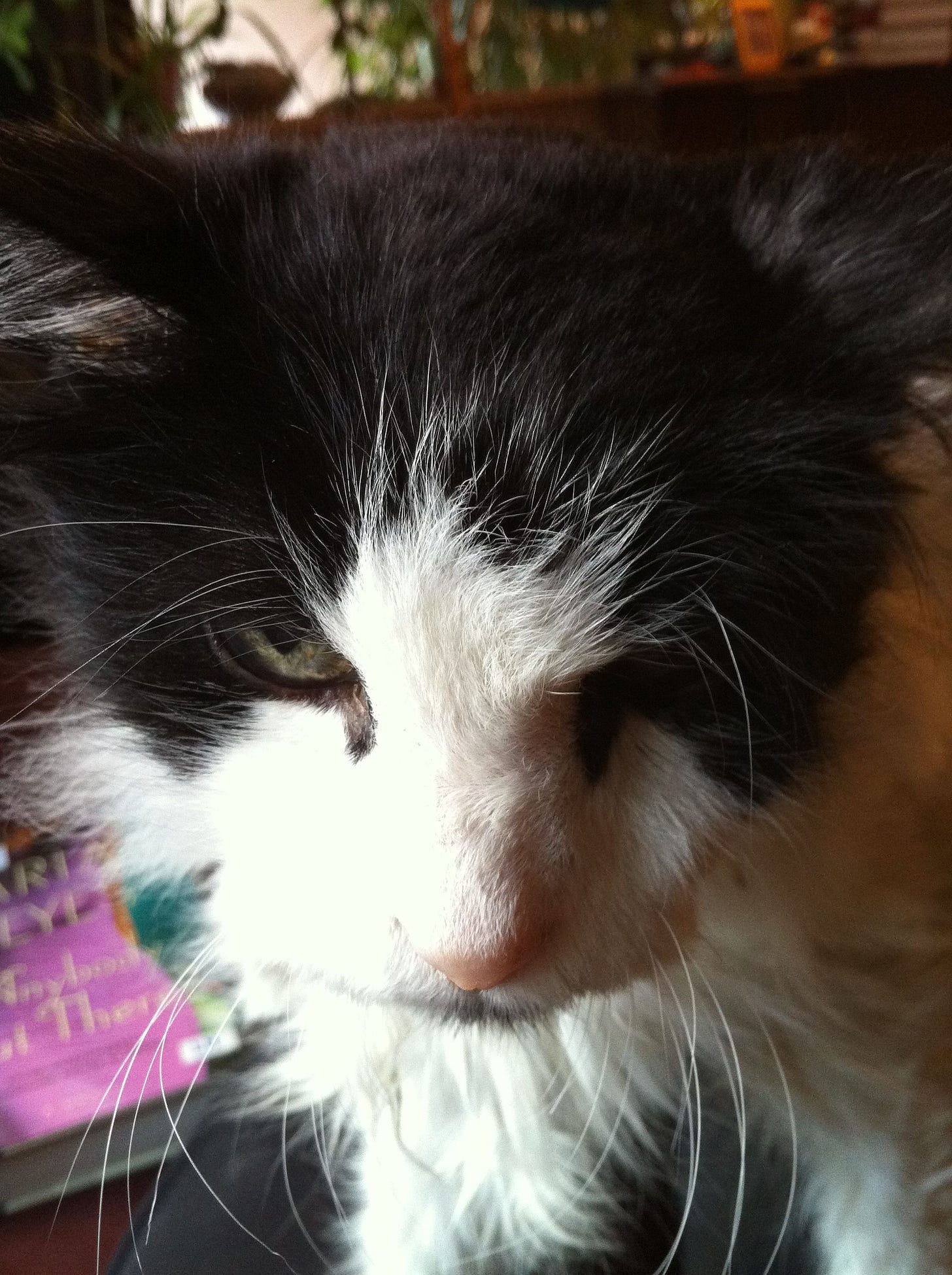 A close up of Spot’s face reveals his long fur and distinctive black and white markings. One bright eye is peeking out and the other is partially hidden. His long whiskers, and prominent eyebrow whiskers hint at his old, wise age, while the softness in his gaze radiates deep love. A close up of Spot’s face reveals his long fur and distinctive black and white markings. One bright eye is peeking out and the other is partially hidden. His long whiskers, and prominent eyebrow whiskers hint at his old, wise age, while the softness in his gaze radiates deep love.