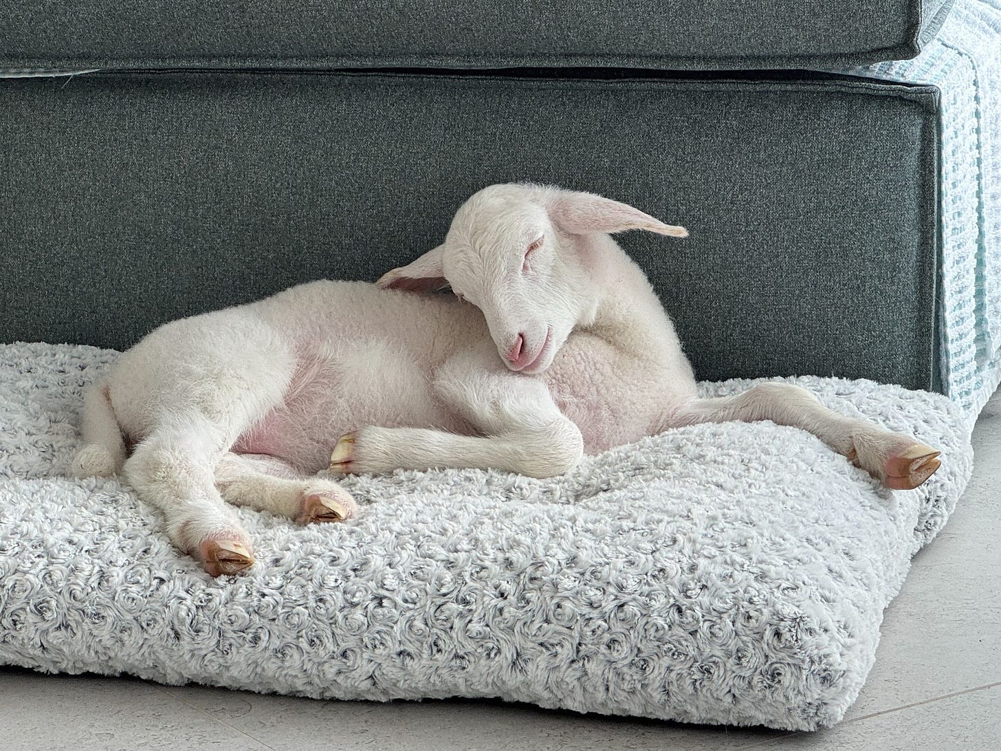Sleeping Woolley on her pup bed