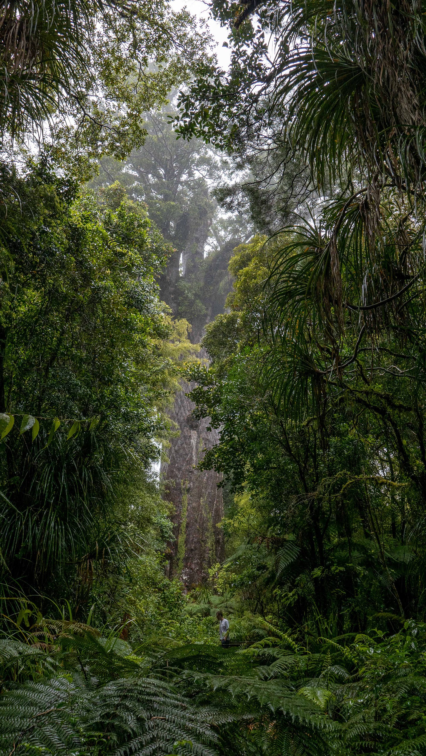 Tane Mahuta through the clearing, with its branches draped in mist. A man can be seen in the picture, about one sixth of the way up. He's tiny compared to the tree.