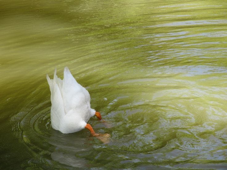 This may contain: a white duck is swimming in the water