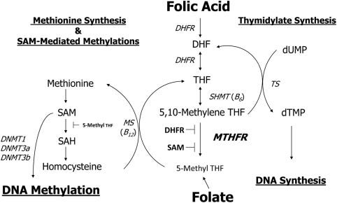 Folate and DNA Methylation: A Review of Molecular Mechanisms and the  Evidence for Folate's Role - ScienceDirect