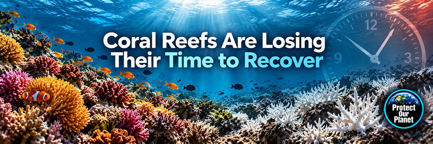 Coral Reefs Are Losing Their Time to Recover.