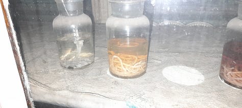 Parasites