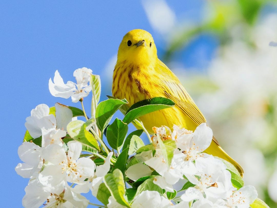 yellow bird perched on white flower - Les Bonnes Nouvelles du Mardi 7 Octobre 2025