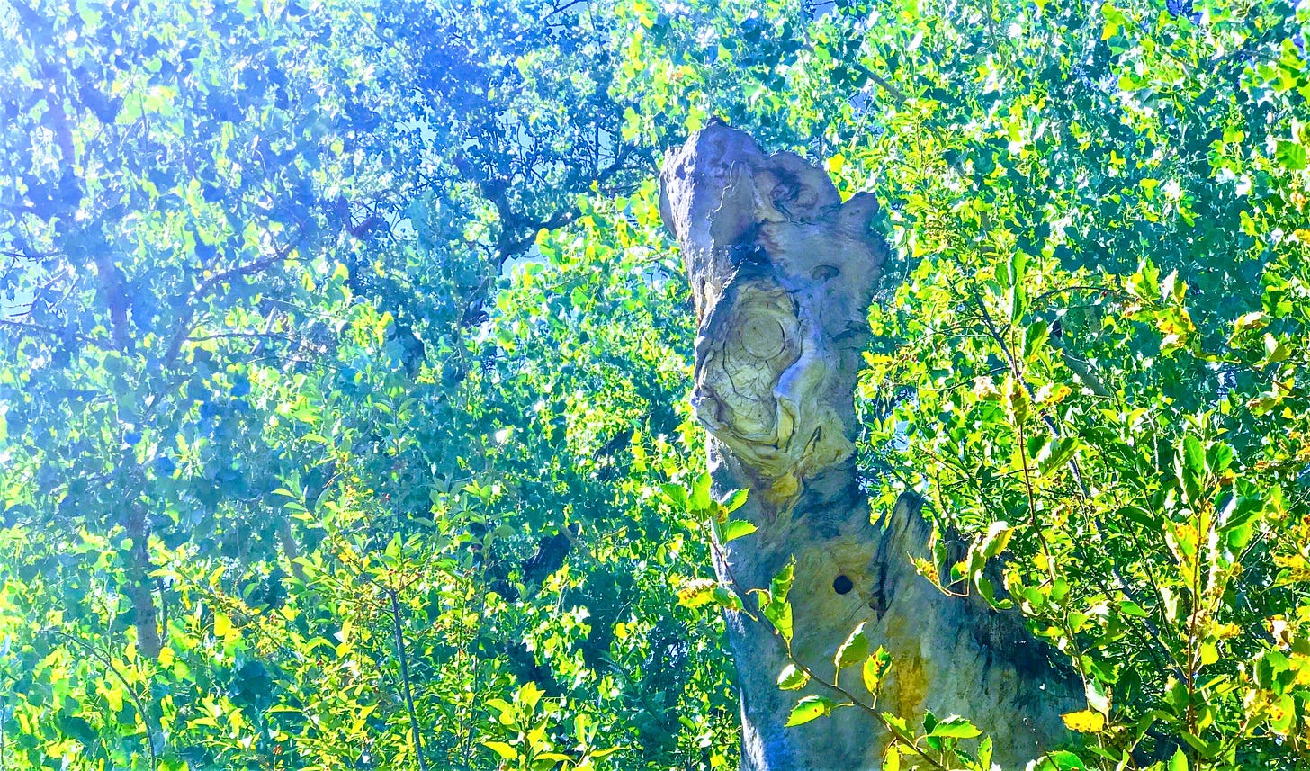 dead tree that looks like a purple dragon, immersed in blue and lime green leaves