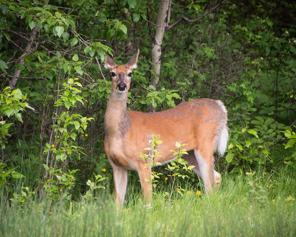 White-tailed deer