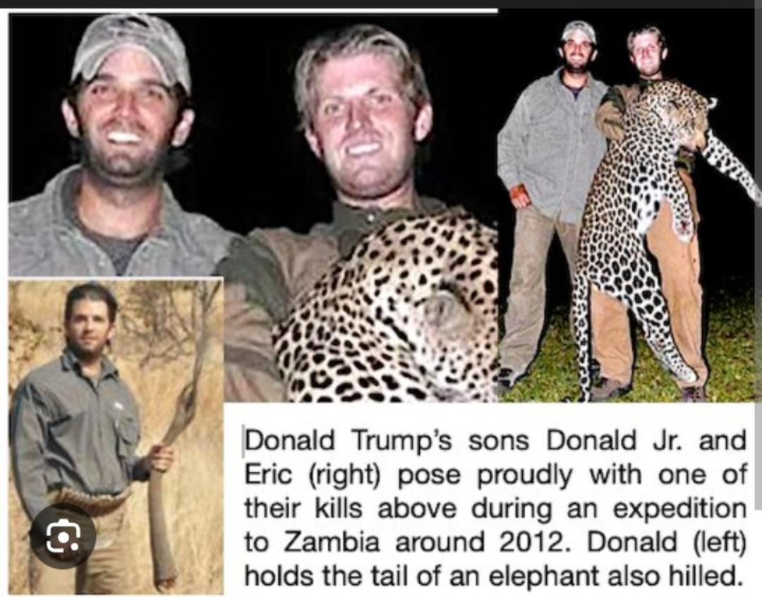 May be an image of ‎5 people, cheetah, elephant, big cat, rhinoceros and ‎text that says "‎ይም ነማትል ن Donald Trump's sons Donald Jr. and Eric (right) pose proudly with one of their kills above during an expedition to Zambia around 2012. Donald (left) holds the tail of an elephant also hilled.‎"‎‎