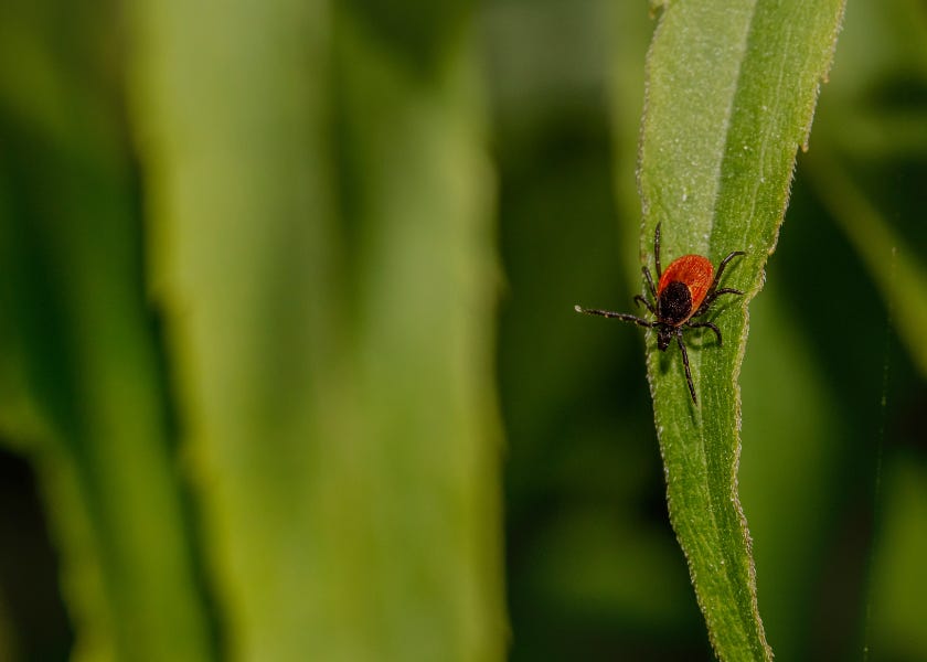 news.immunologic.org