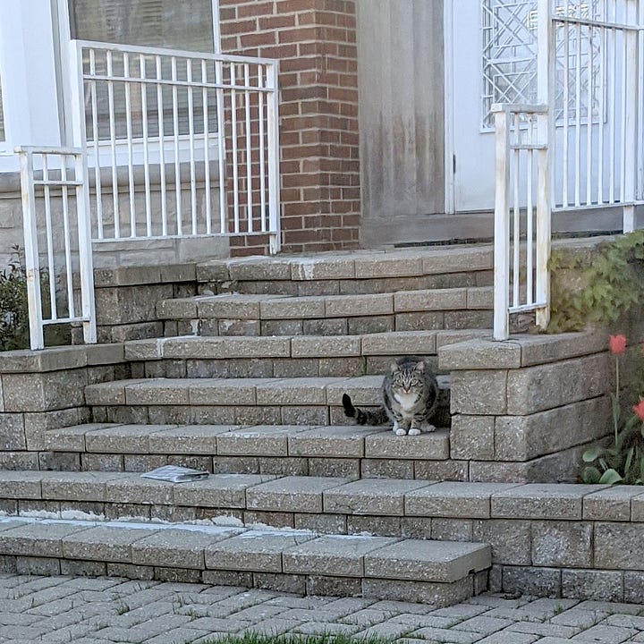 The main black and white cat sits alone on the brick stoop. The gray and white cat sits on a different stone stoop