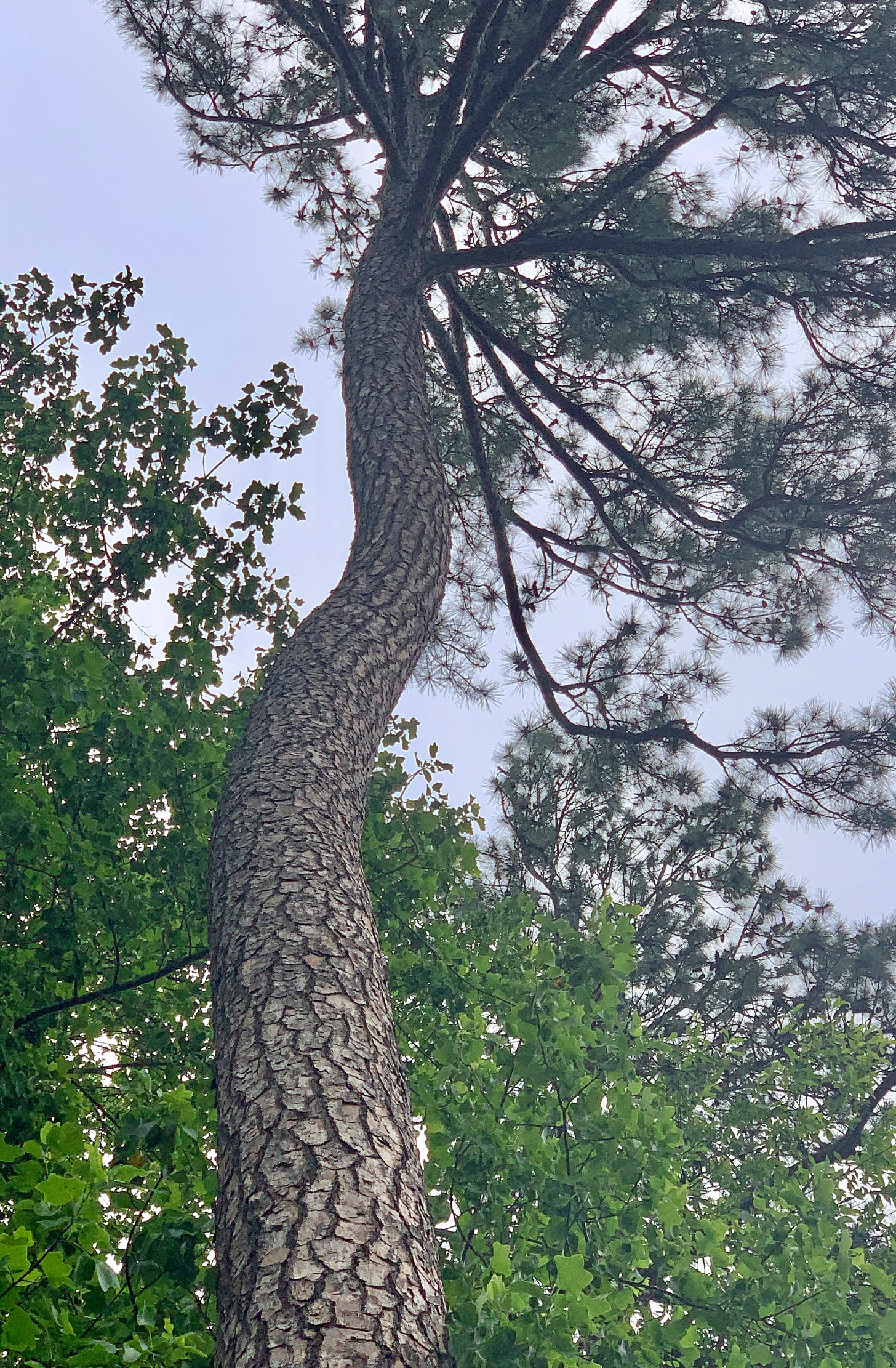 A crooked tree