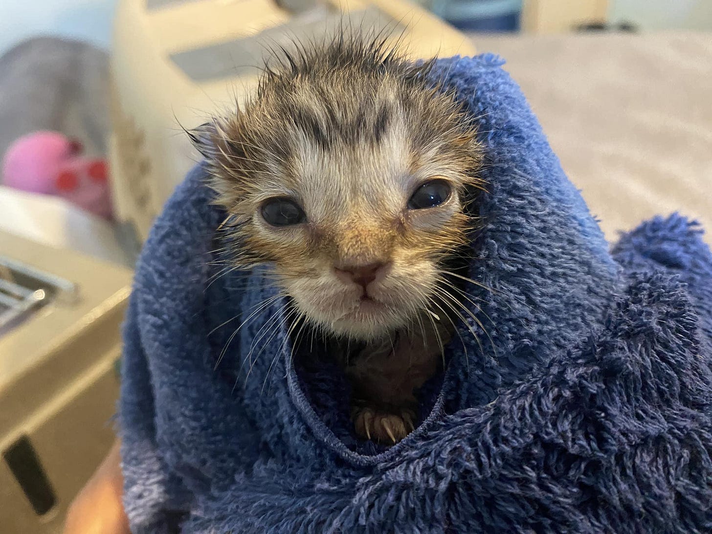 r/Purrito - very important