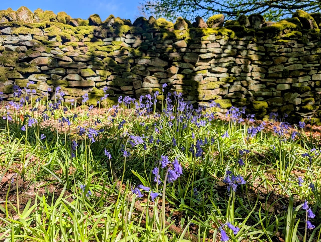 Bluebells by old stone wall