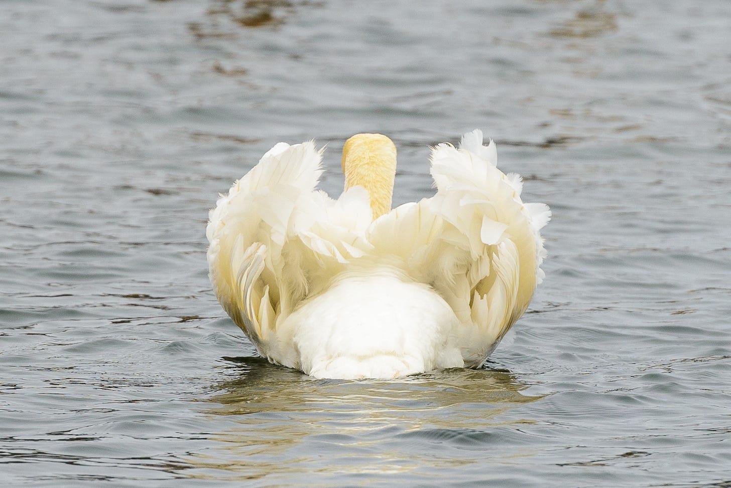 A white bird swimming in water.