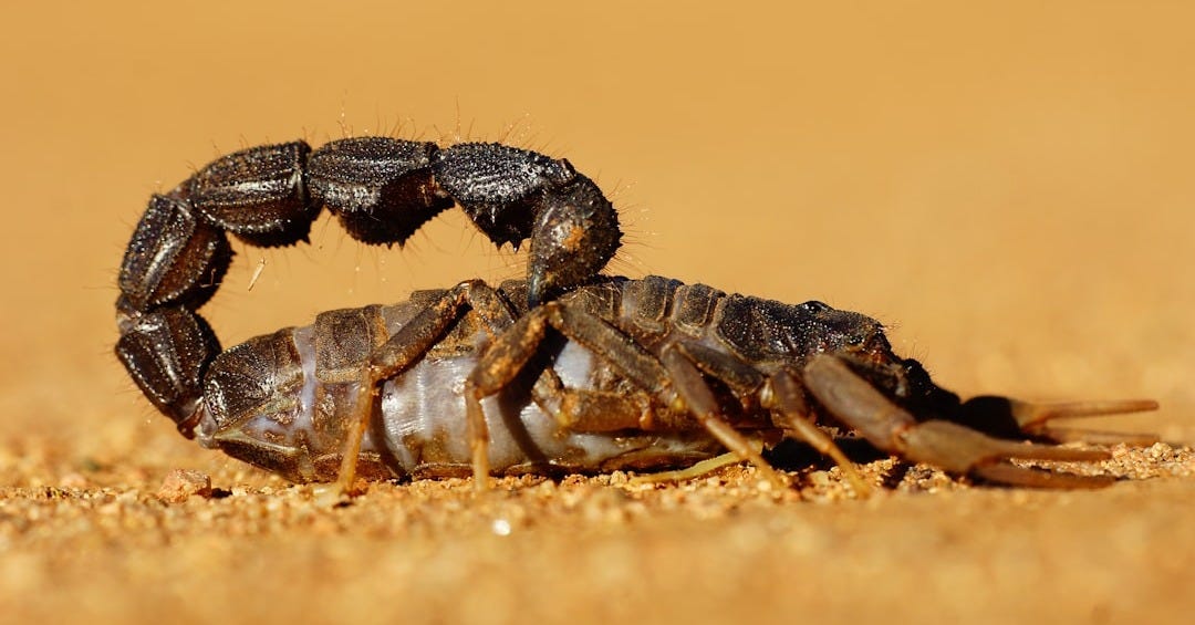 black and gray crab on brown sand black and gray crab on brown sand