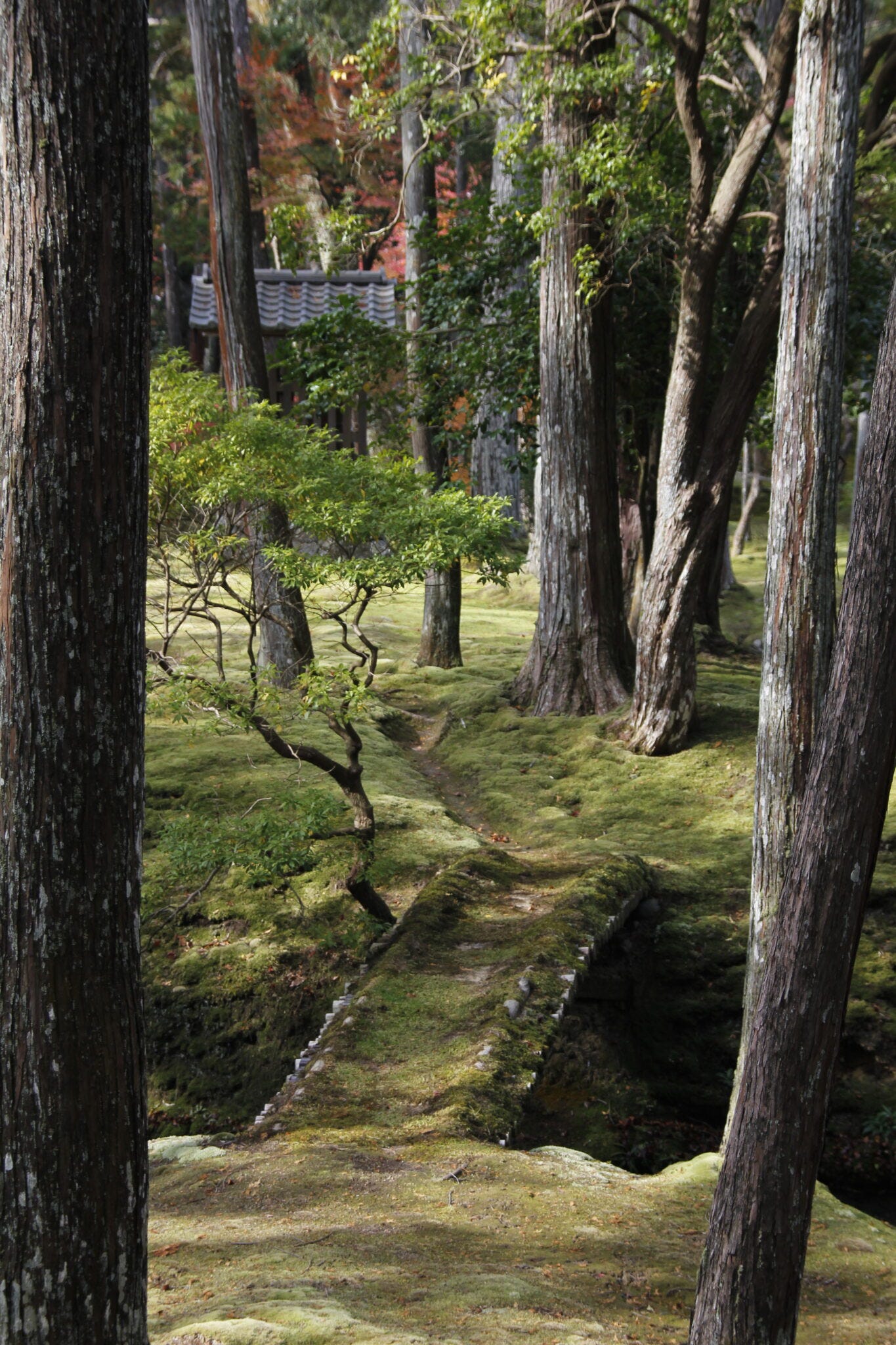 Mooslandschaft Sanzen-in Tempel, Ōhara, Kyōto, Japan Mooslandschaft Sanzen-in Tempel, Ōhara, Kyōto, Japan