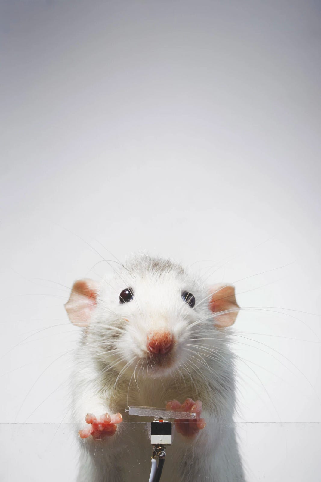 White dumbo rat hi-res stock photography and images - Page 2 - Alamy, image size:1067x1600