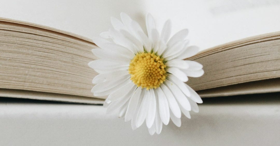 white daisy on white surface