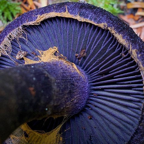 Esemplari di Cortinarius violaceus. Fonte: Pinterest