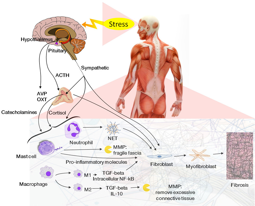 Impact of stress, immunity, and signals from endocrine and nervous system  on fascia