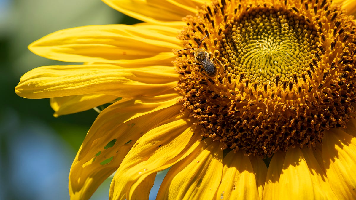 One man’s quest to make the sunflower a unifying symbol for all progressive causes