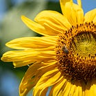 One man’s quest to make the sunflower a unifying symbol for all progressive causes