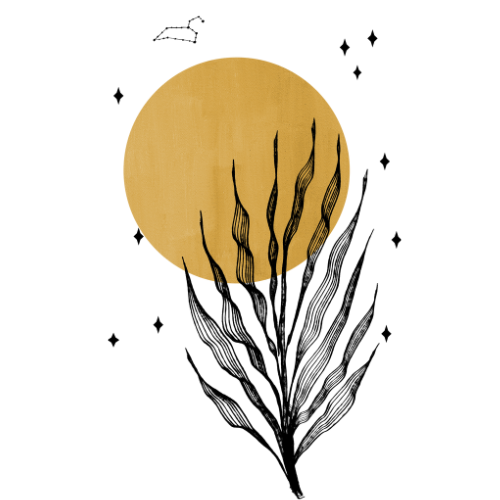 Wild Astrology by Paula Lustemberg