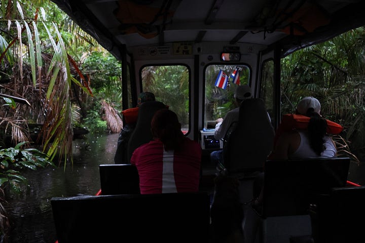 Top left - a water taxi moving through the canals of Tortuguero. The canopy makes the route very dark. Top right - thick tree roots disappear into the water with the jungle on top. Bottom left. A canal route through the jungle which is overgrown and stretches out over the brown water. Bottom right - a greeting party on the Caño Palma deck with a small brown dog at face height as the boat pulls up