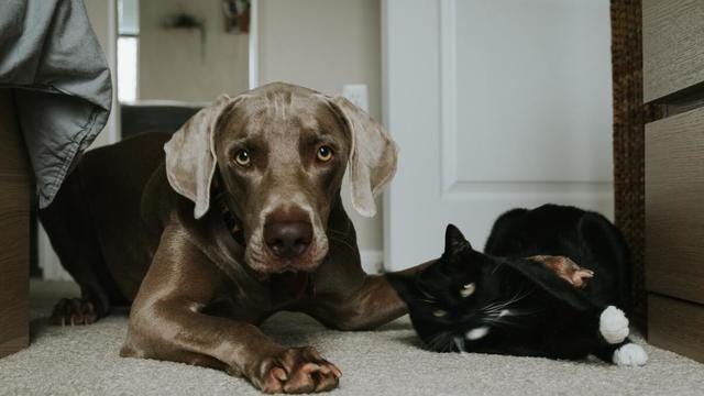Les animaux pourront faire l'objet d'une garde alternée en cas de divorce des propriétaires