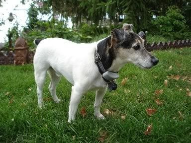 custom beaded Jack Russell Terrier pin pendant beadwork bead embroidery artist etsy the lone beader commission pet portrait custom beaded Jack Russell Terrier pin pendant beadwork bead embroidery artist etsy the lone beader commission pet portrait