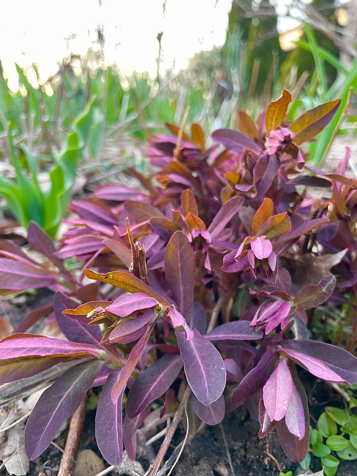 rattlesnake plant Calathea Rattlesnake | Rare Prayer Plant main image 0
