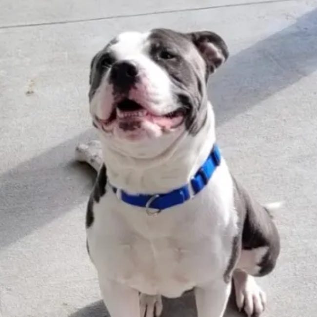 Three Dogs Cleared for Adoption After Animal Cruelty Case in Bradenton