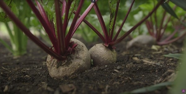 2 beetroots in the ground 2 beetroots in the ground
