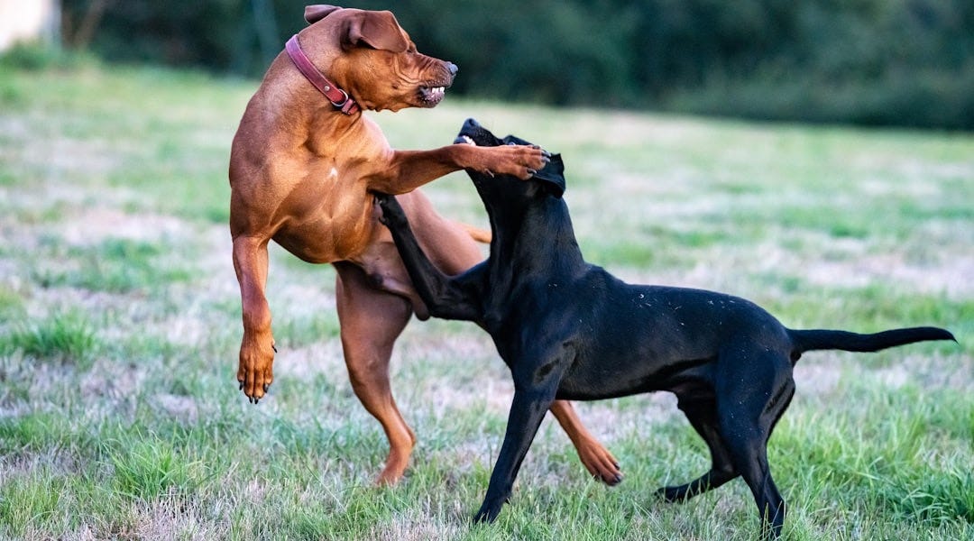 black and tan short coat medium dog on green grass field during daytime black and tan short coat medium dog on green grass field during daytime