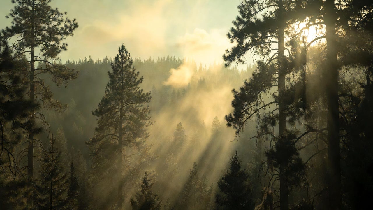 A dense Montana pine forest during peak pollen season, golden clouds of airborne pollen drifting through shafts of sunlight, the air thick like smoke or nebula dust, cinematic lighting, ethereal atmosphere, scientific realism, microscopic pollen grains subtly layered into the sky, sense of awe and biological scale, muted greens and golds, nature documentary style