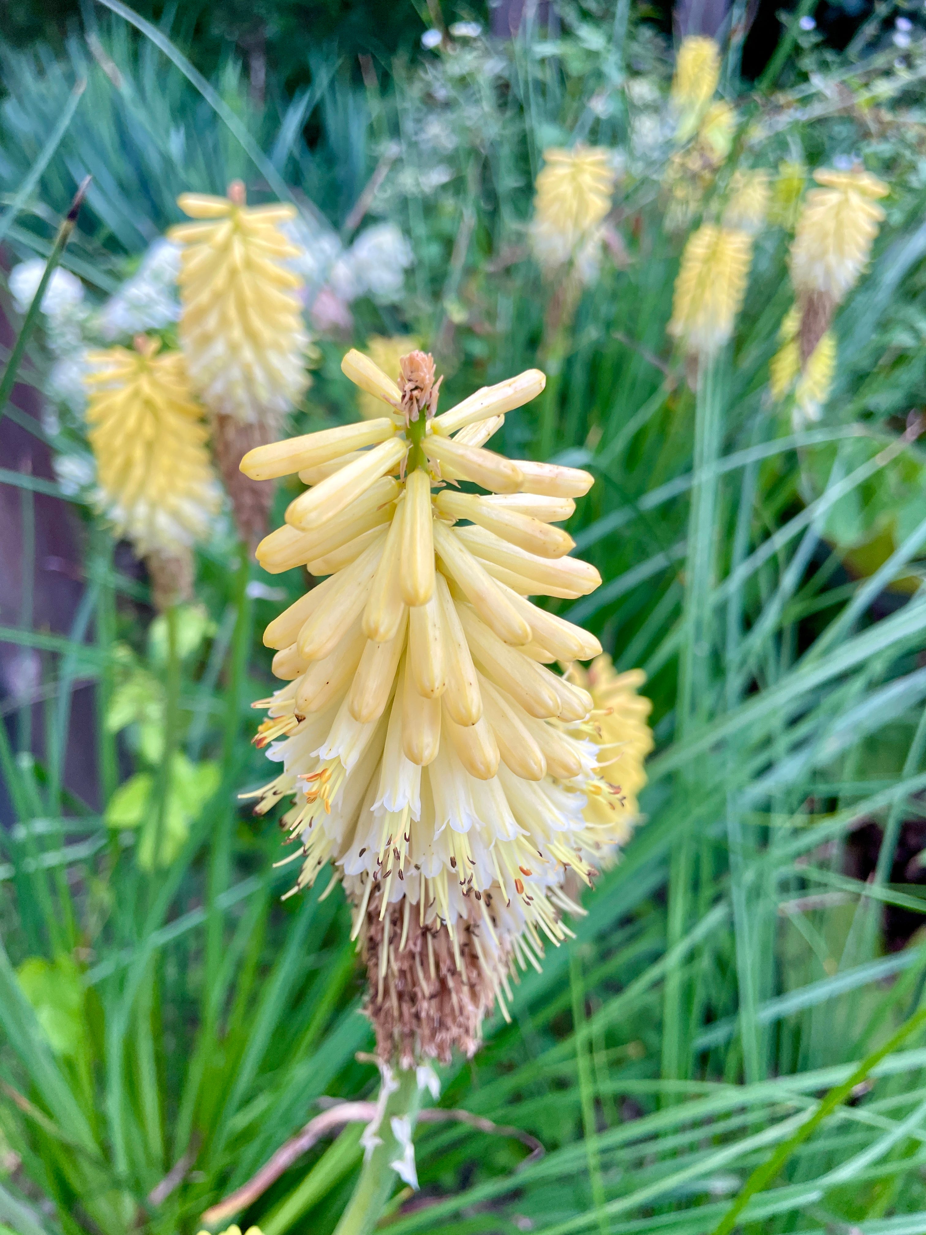 The Hot Border - Julie Witmer Gardens Newsletter