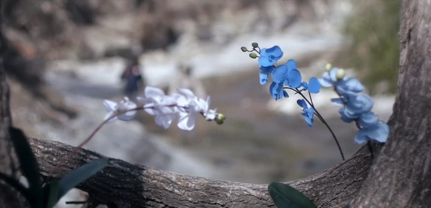 film} upstream color* – leslie d.