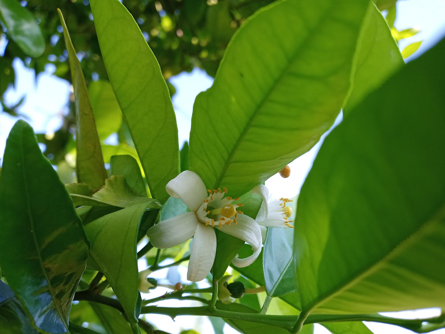 An orange blossom against green leaves and a bright clear sky