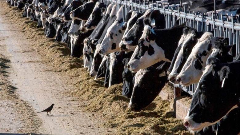Cows feeding at a farm