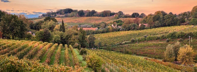The vineyards of Italy's Emilia-Romagna are increasingly suffering from drought.