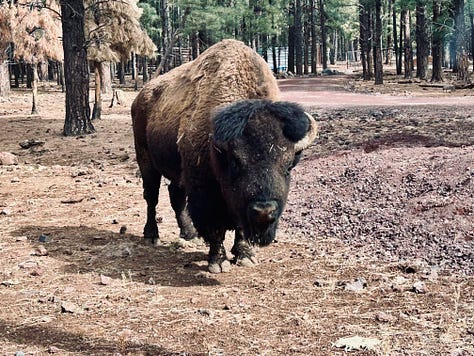 trail. wolves, reindeer, bison, bears