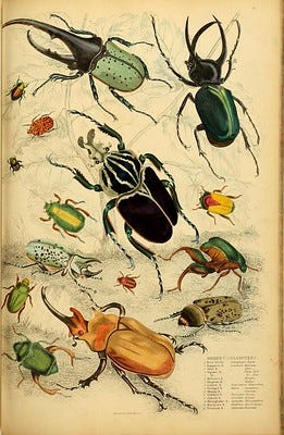Old drawings of insects and reptiles