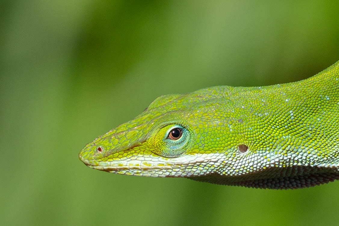 Very close close-up of a shining green anole (lizard).